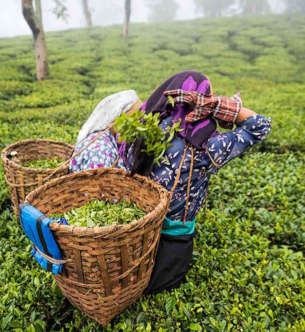 tea_expereince_1.2_aqqp8c